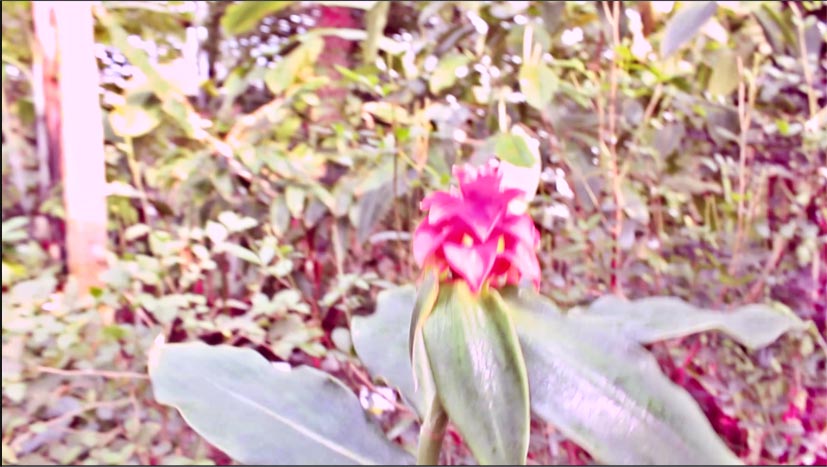 Colorizing image via color correction dialog Adding tint