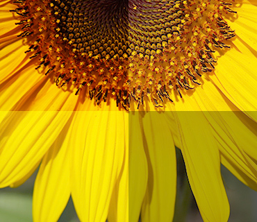 Displays white balance using a flower Displays white balance using a flower
