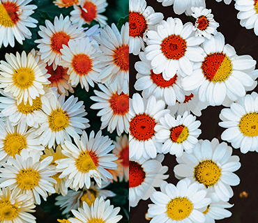 Illustration of making video brighter with gamma correction in a flower image Illustration of making video brighter with gamma correction in a flower image